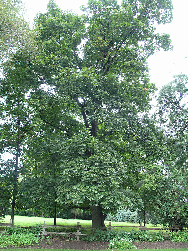 Carya ovata is a very large, long lived tree, here seen at the Vineland Research and Innovation Centre, Vineland, Ontario, Canada.